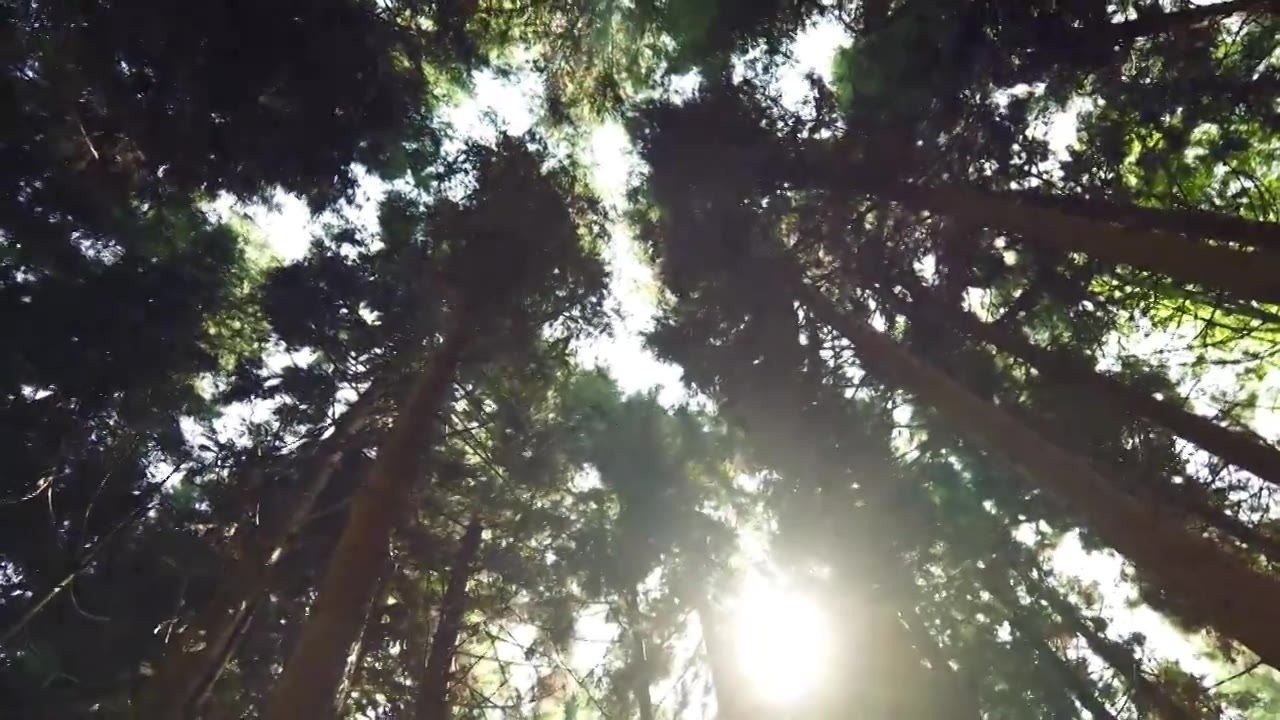 天然氧吧森林光影森林晨雾树林唯美阳光树林视频素材