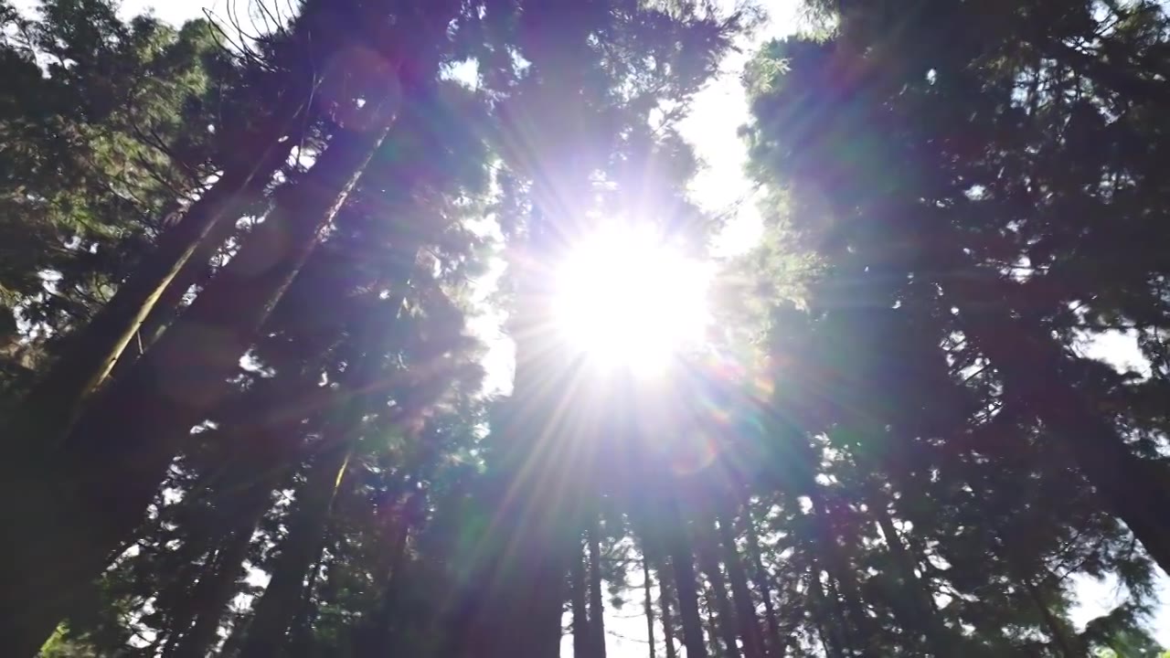 天然氧吧森林光影森林晨雾树林唯美阳光树林视频素材