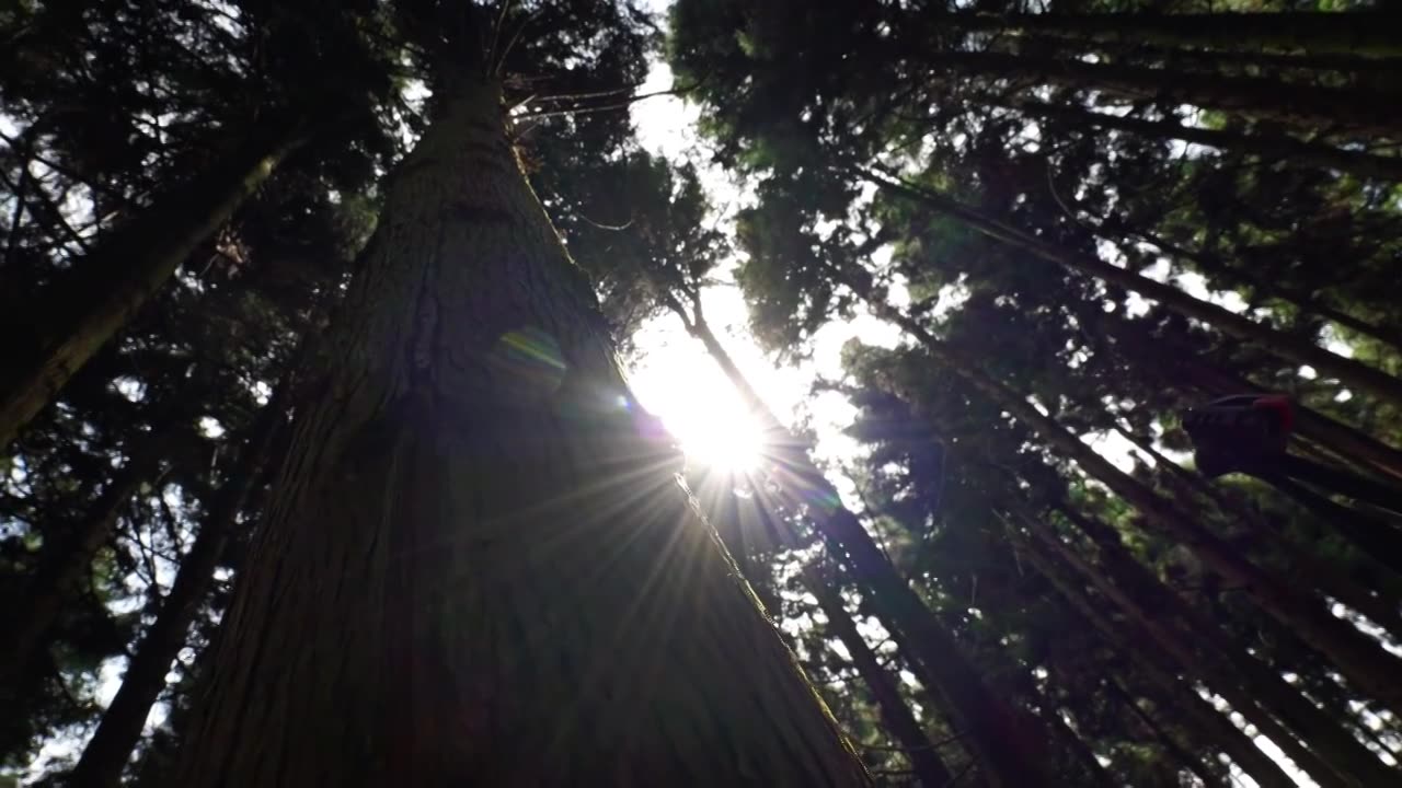 天然氧吧森林光影森林晨雾树林唯美阳光树林视频素材