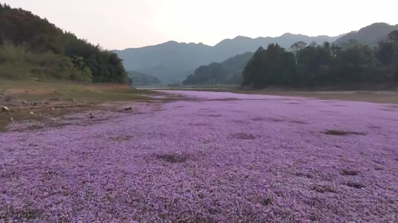 湖边蓼子花海航拍视频素材