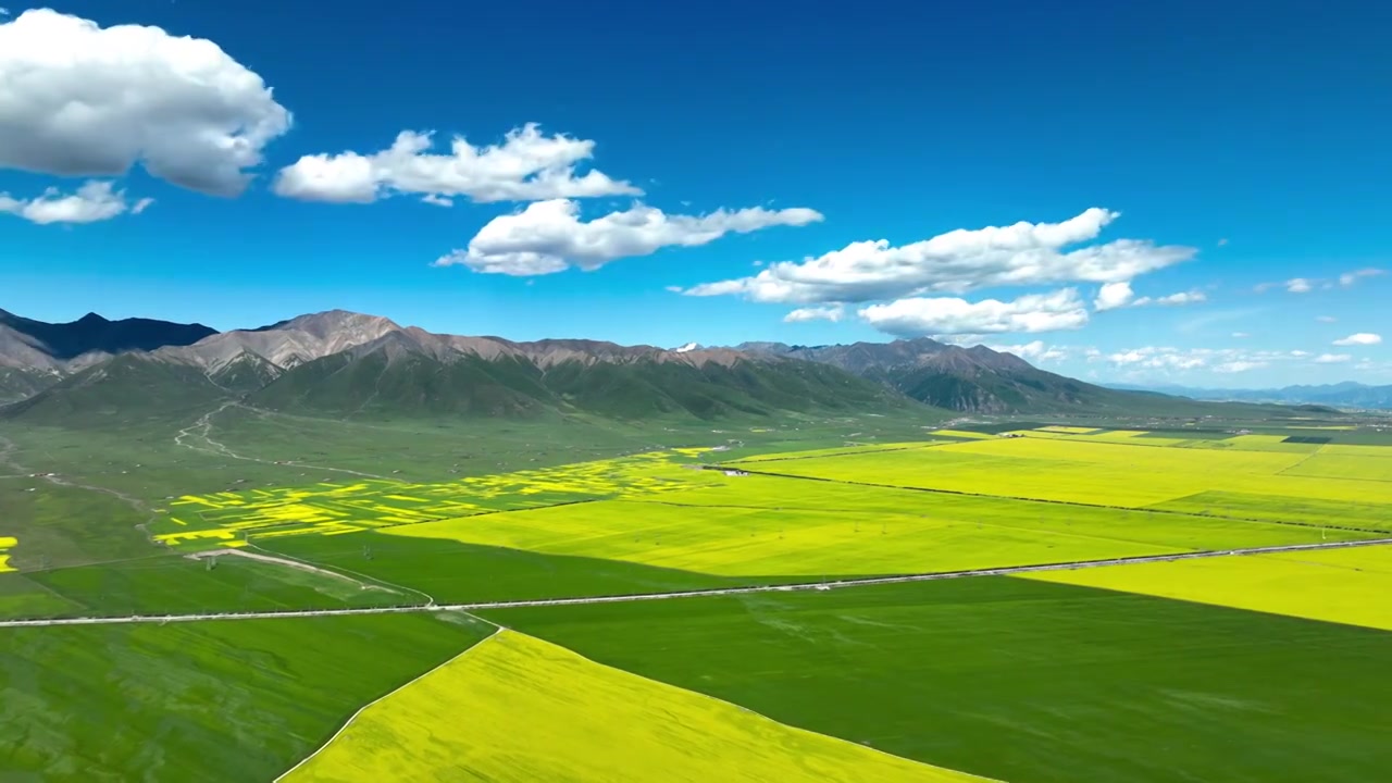 青海门源百里油菜花海延时视频素材