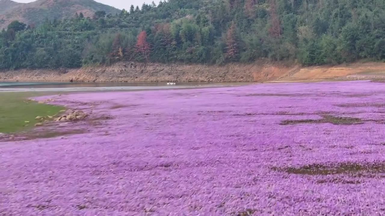 湖边蓼子花海航拍视频素材