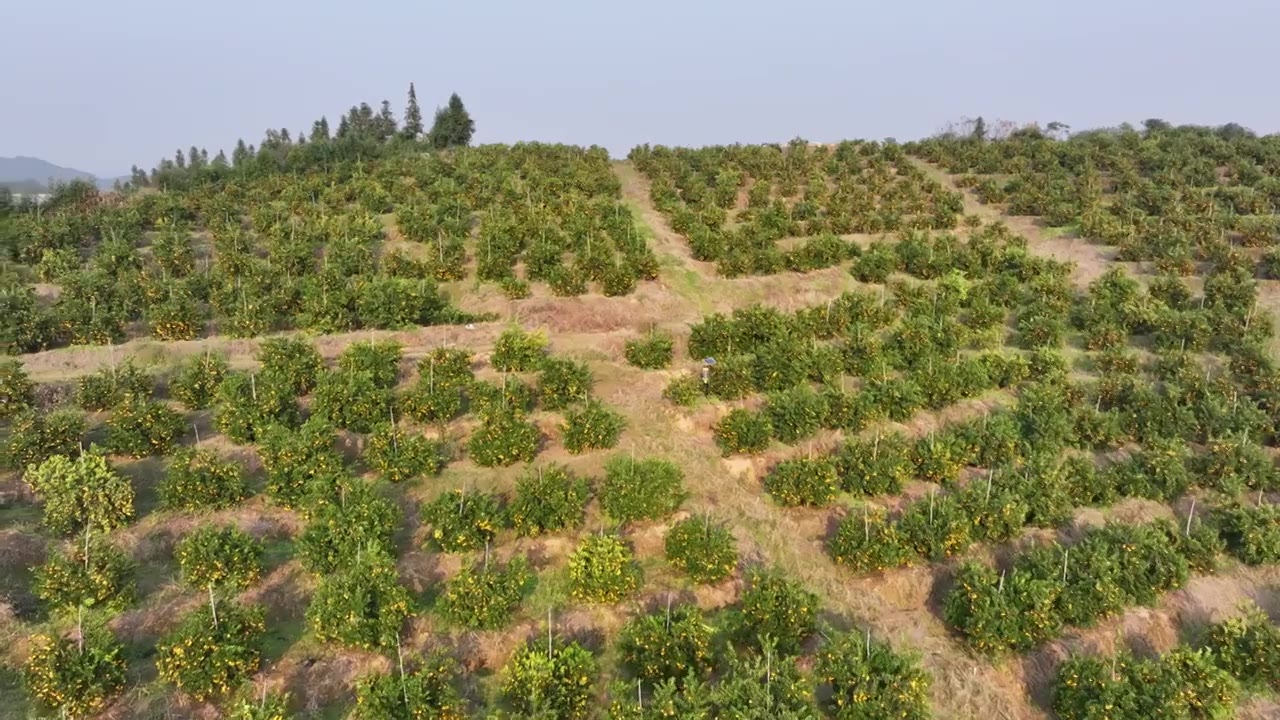 赣南脐橙分拣加工航拍视频下载