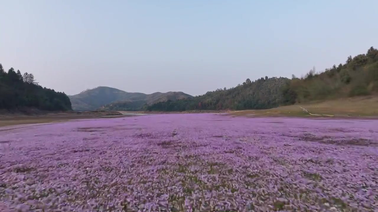 湖边蓼子花海航拍视频素材