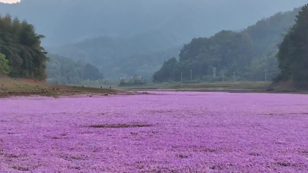 湖边蓼子花海航拍视频下载