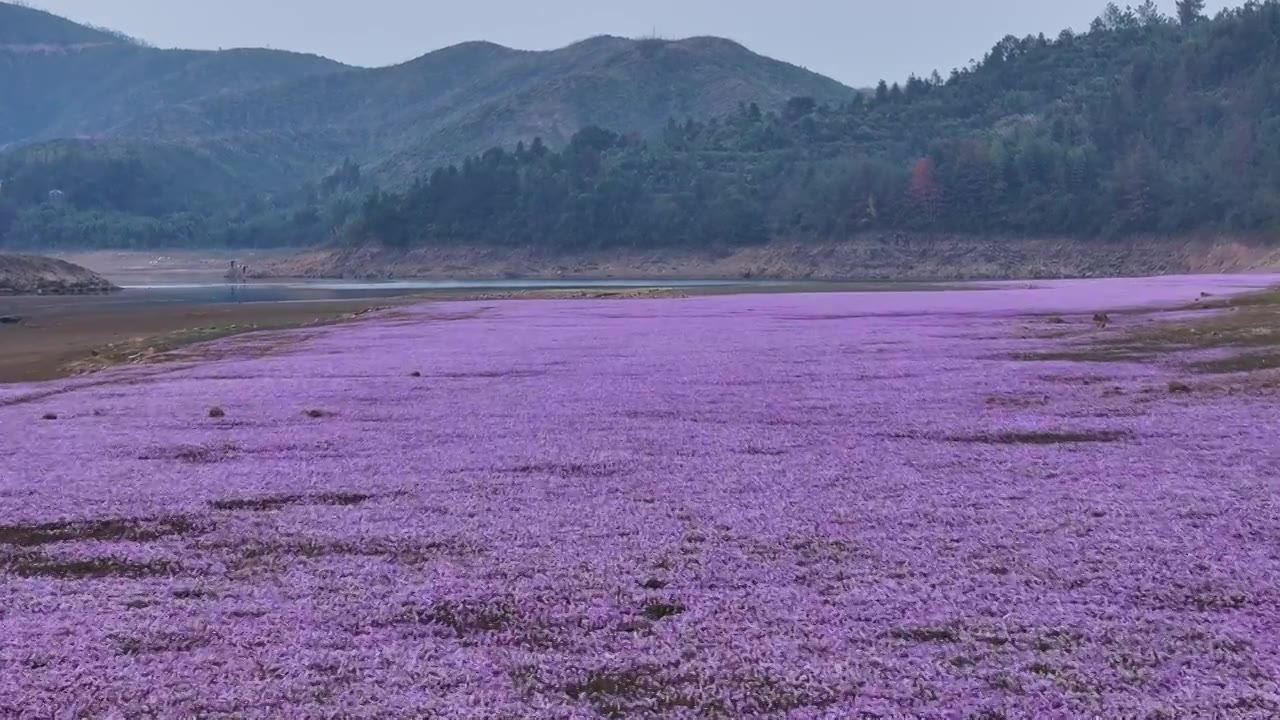 湖边蓼子花海航拍视频下载