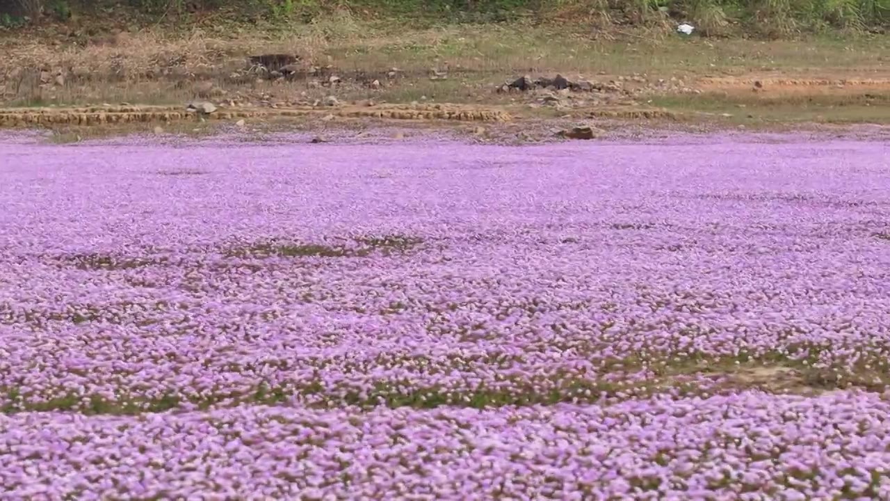 湖边蓼子花海航拍视频素材