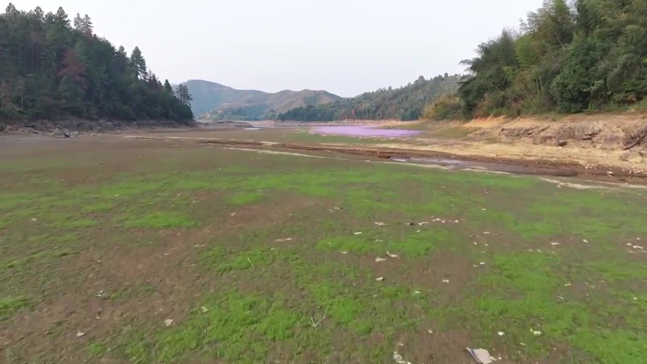 湖边蓼子花海航拍视频素材