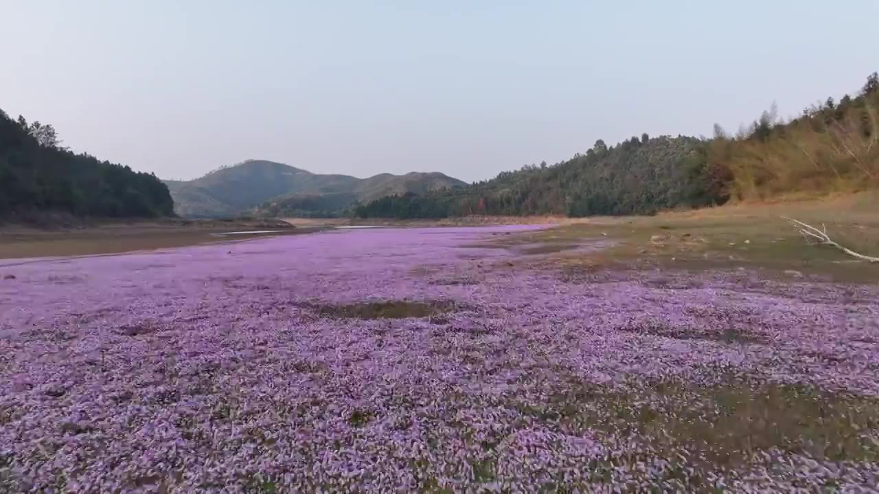 湖边蓼子花海航拍视频下载