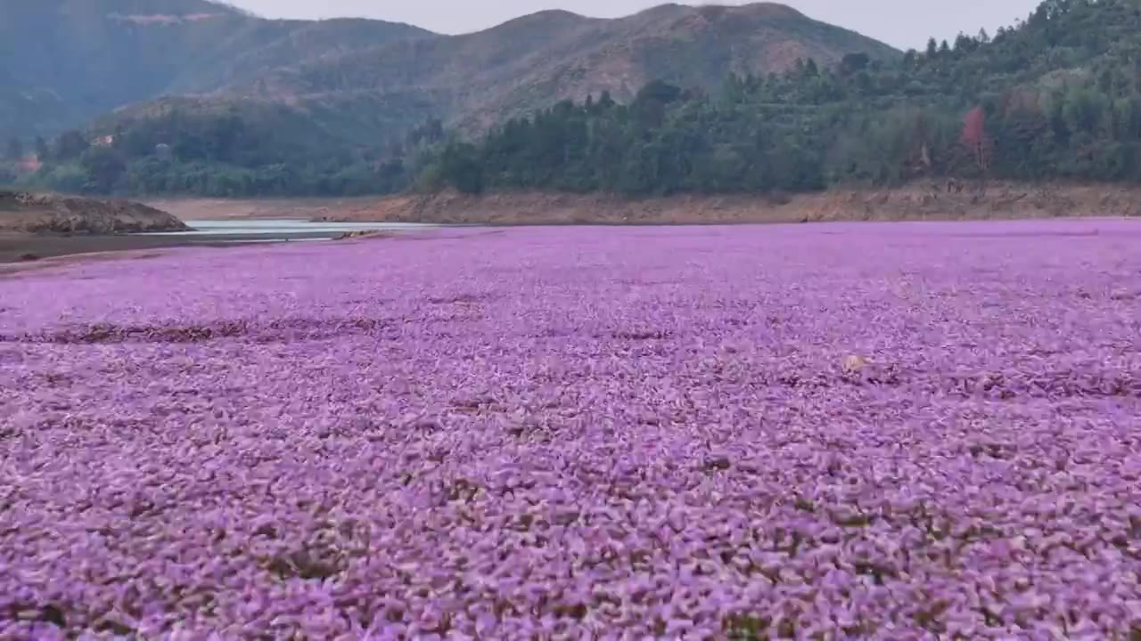 湖边蓼子花海航拍视频下载