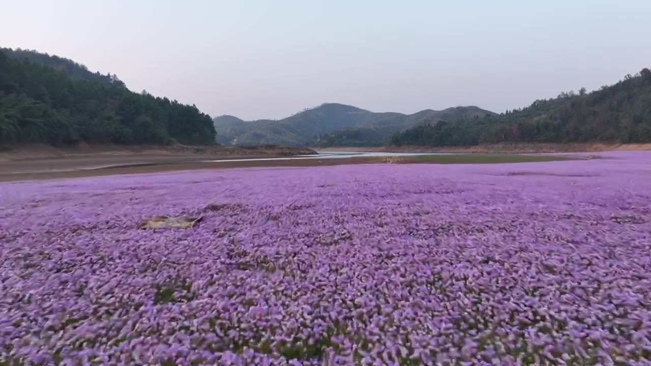 湖边蓼子花海航拍视频下载