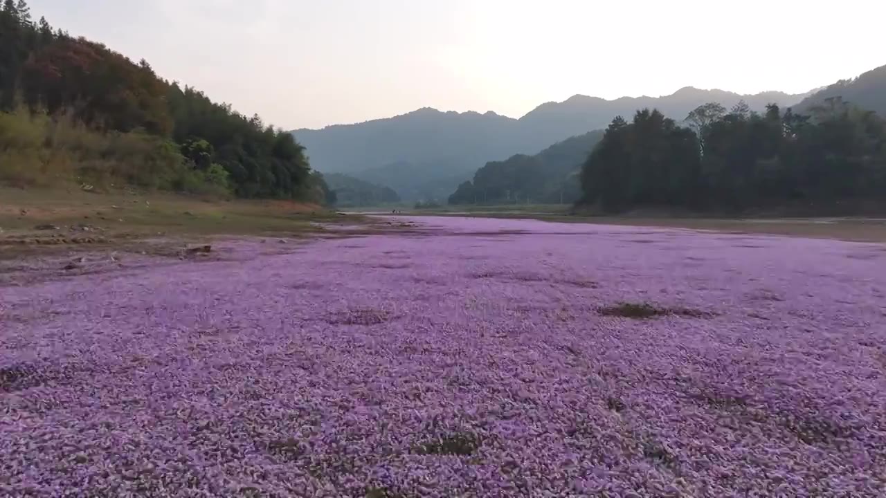 湖边蓼子花海航拍视频下载