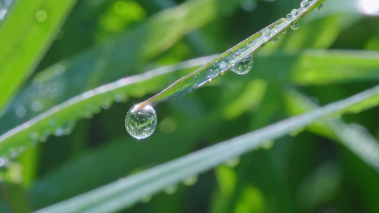 植物叶片水珠特写视频素材