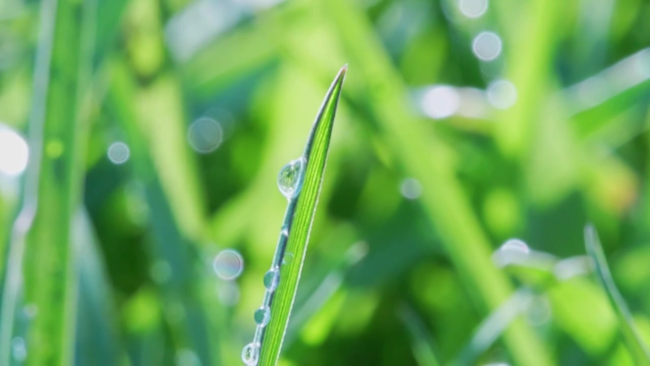 植物叶片水珠特写视频购买