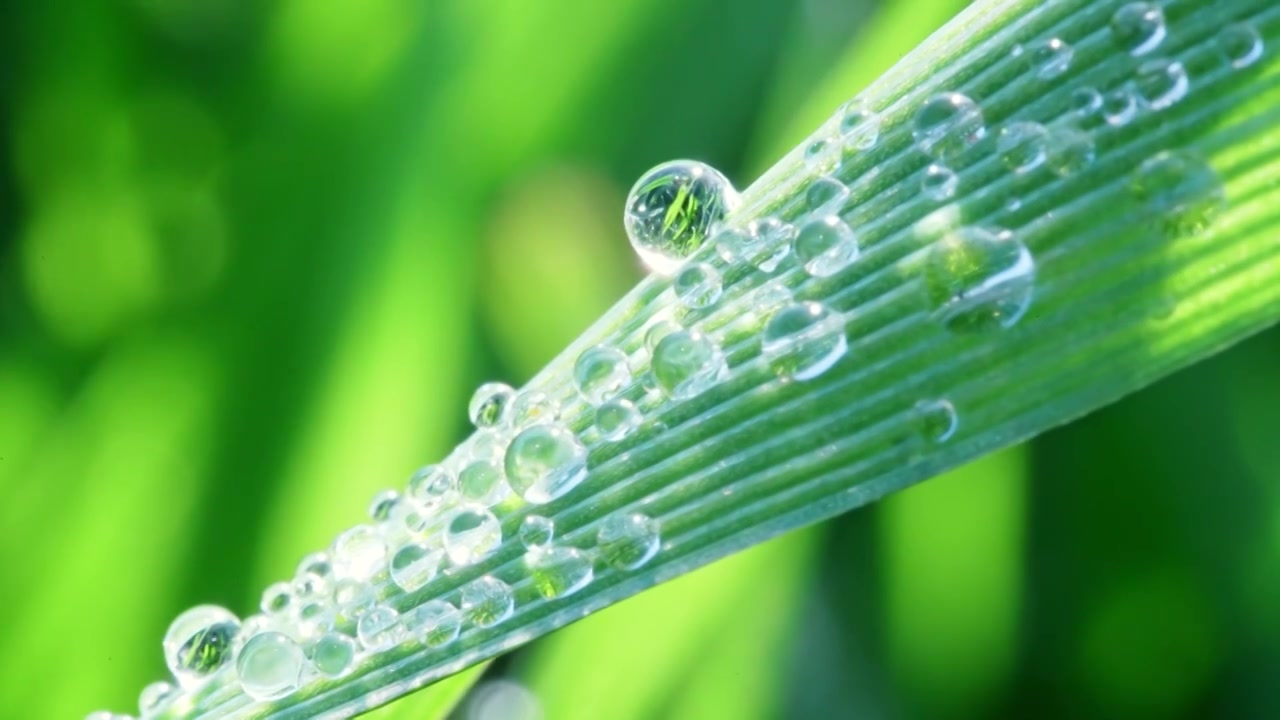 植物叶片水珠特写视频素材