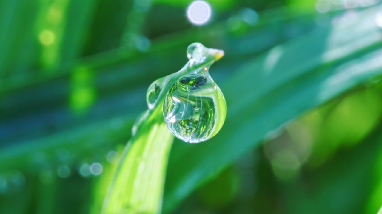 植物叶片水珠特写视频素材