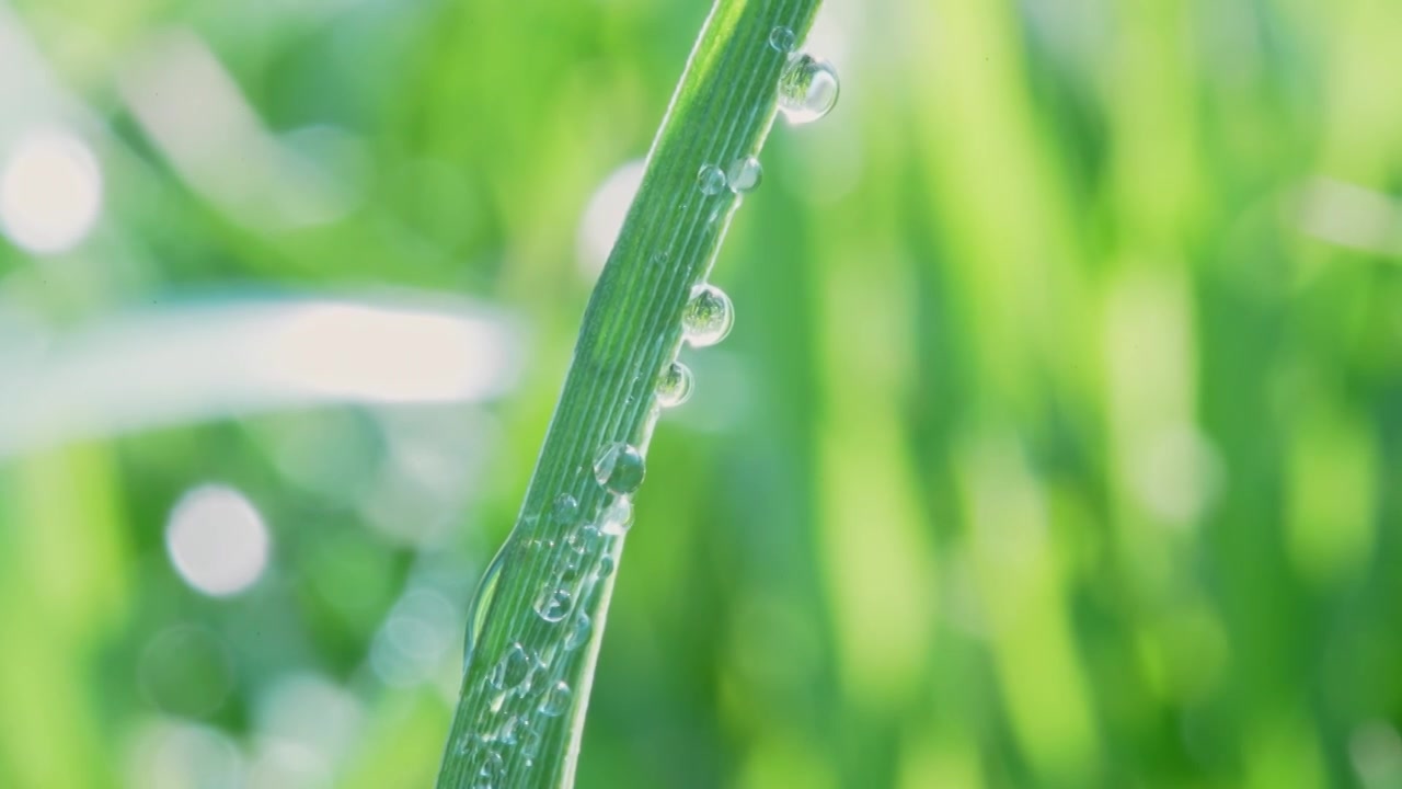 植物叶片水珠特写视频素材