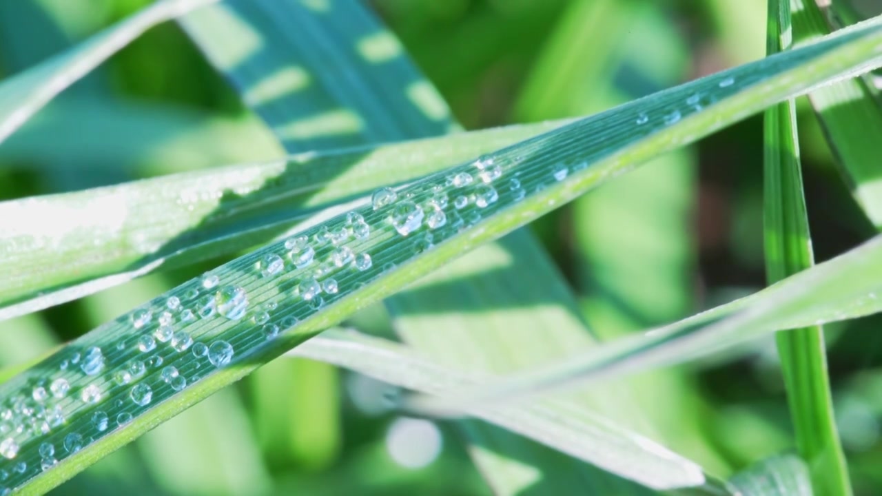 植物叶片水珠特写视频素材