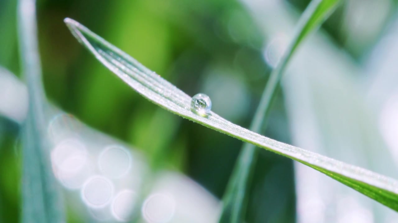 植物叶片水珠特写视频素材