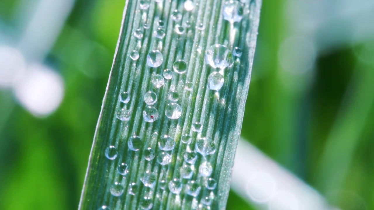 植物叶片水珠特写视频素材