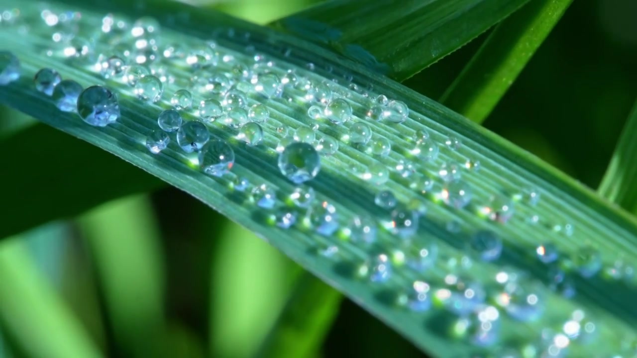 植物叶片水珠特写视频素材