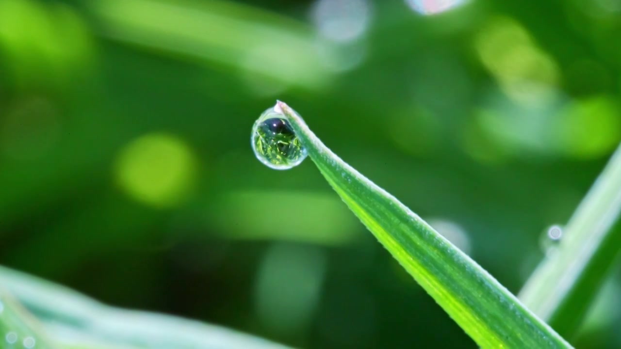 植物叶片水珠特写视频素材