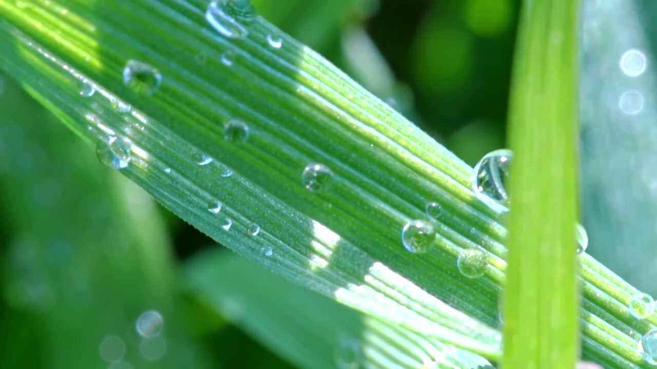 植物叶片水珠特写视频素材