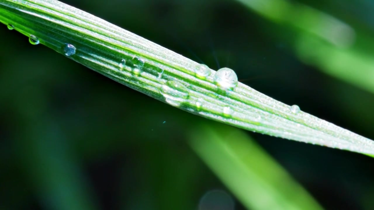 植物叶片水珠特写视频素材