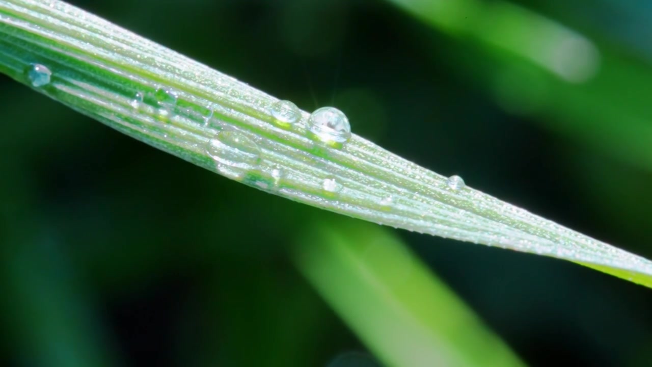 植物叶片水珠特写视频素材