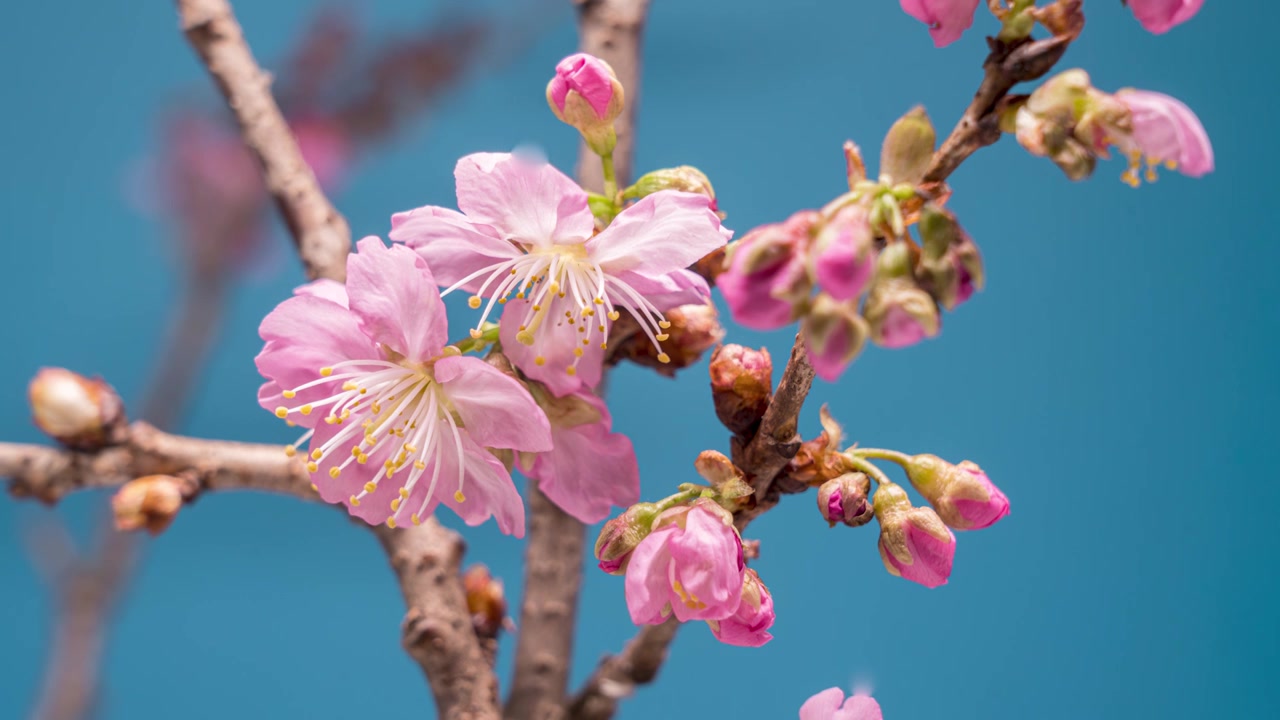 粉色樱花开花4k视频素材