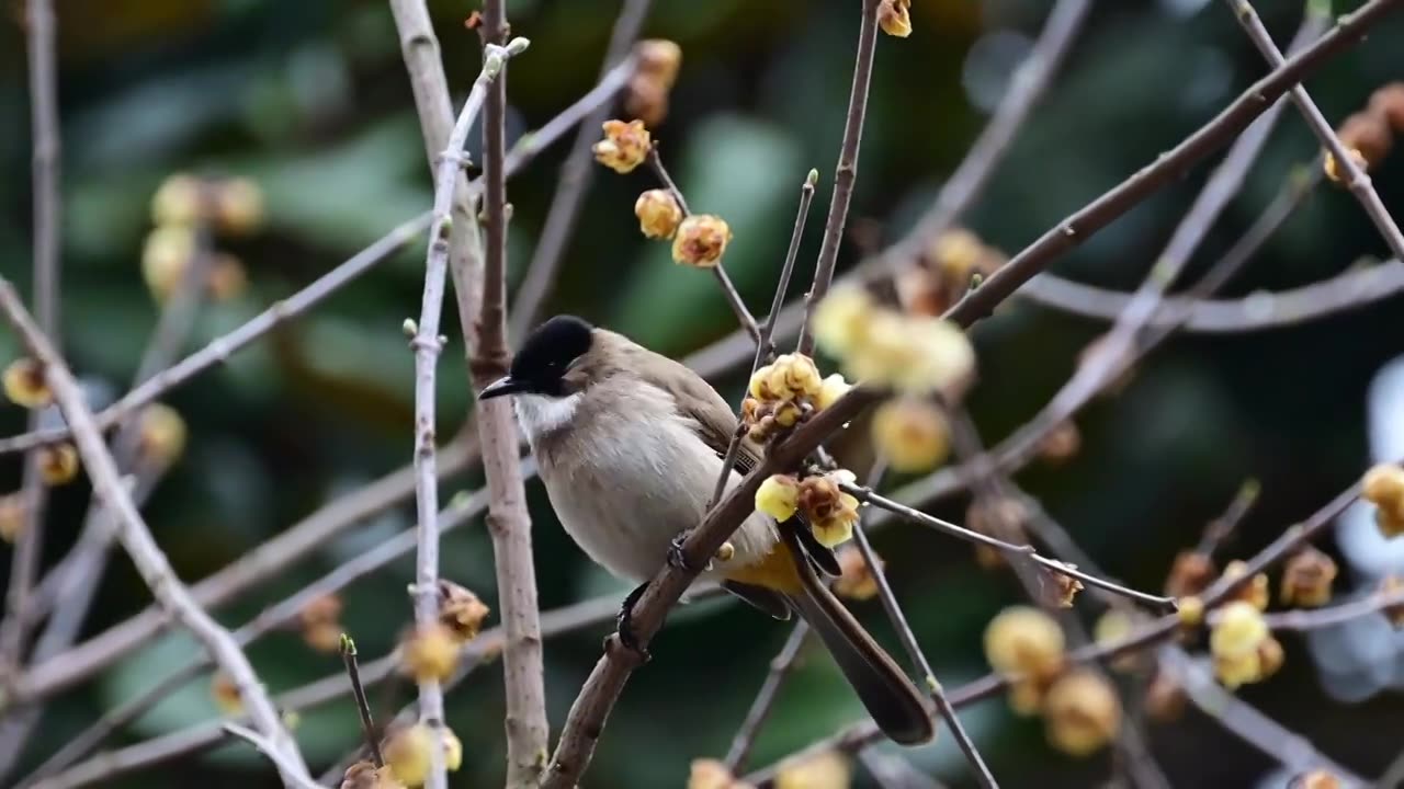 黄臀鹎吃花蜜视频素材