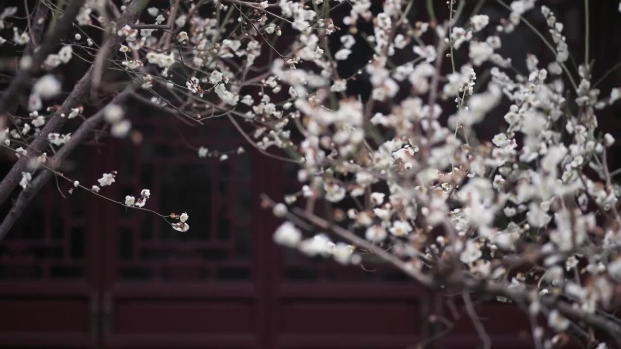 春分时节苏州园林里的白色梅花（合集）视频下载