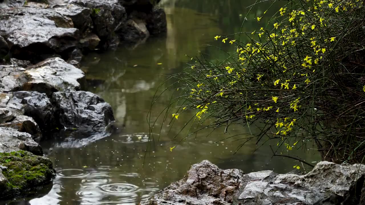 江南中式古典园林，南京瞻园庭院春雨下雨雨天迎春花开放视频购买