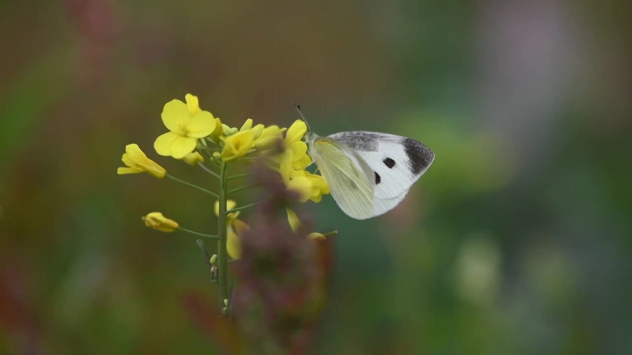 春天油菜花与蝴蝶视频素材