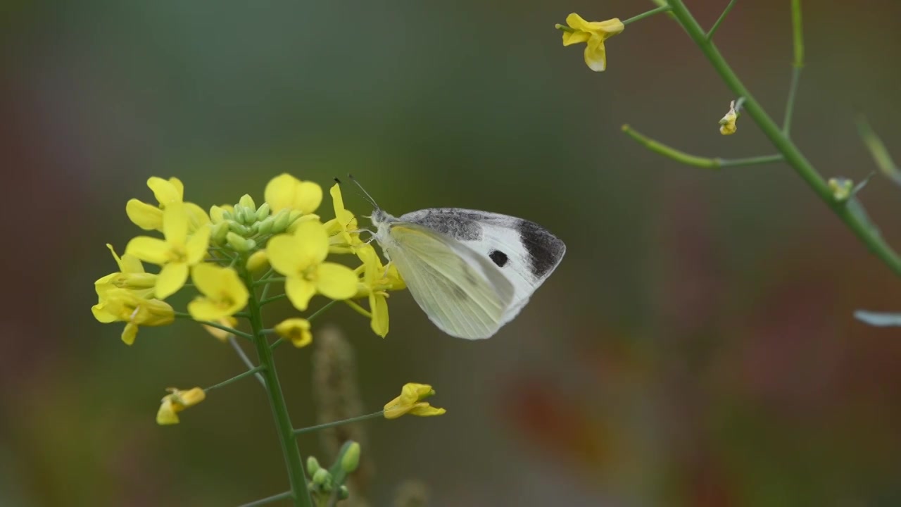 春天油菜花与蝴蝶视频素材