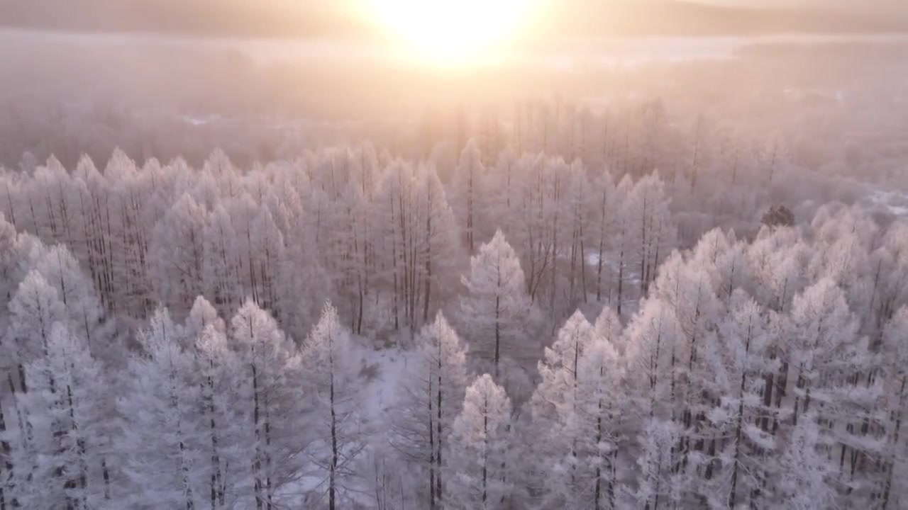 曙光照耀冻雾迷漫的林海雪原视频素材