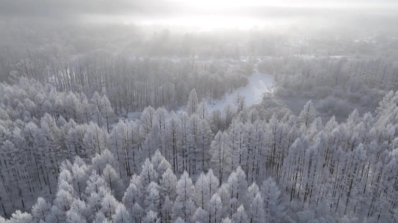 曙光照耀冻雾迷漫的林海雪原视频素材