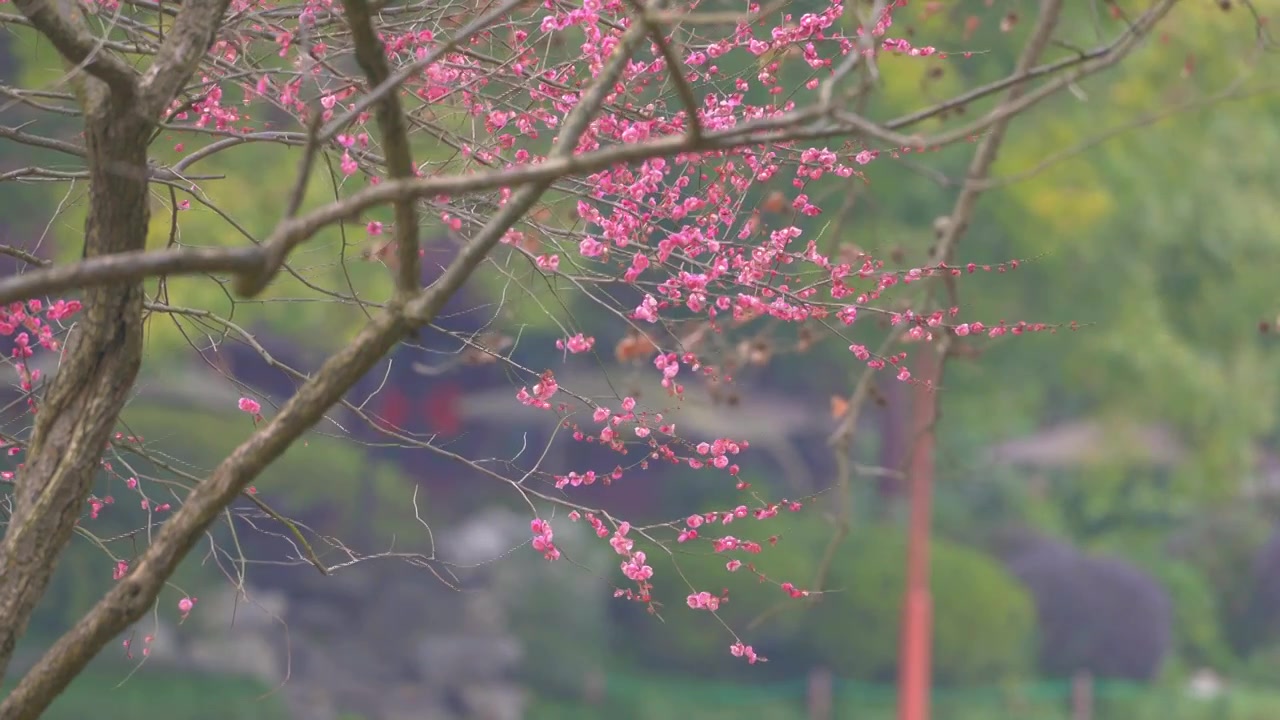 杭州西湖孤山公园梅花风景视频素材