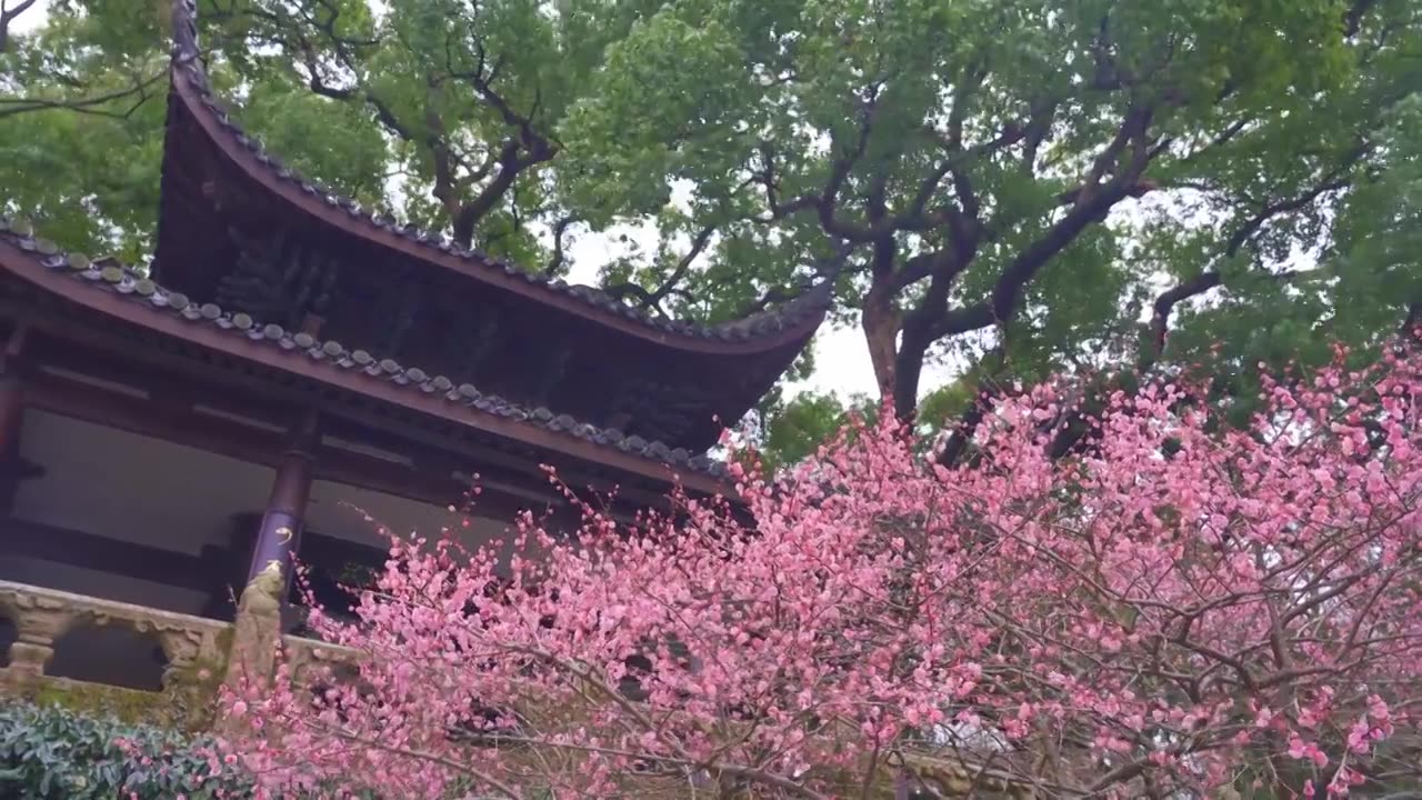 杭州西湖孤山公园梅花风景视频素材