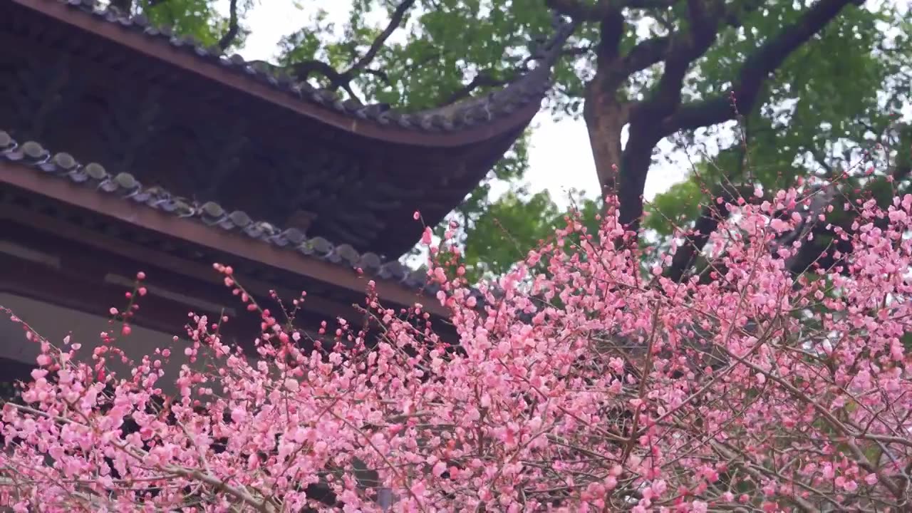 杭州西湖孤山公园梅花风景视频素材