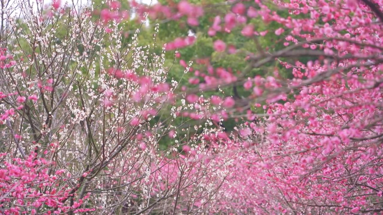 杭州西湖孤山公园梅花风景视频素材