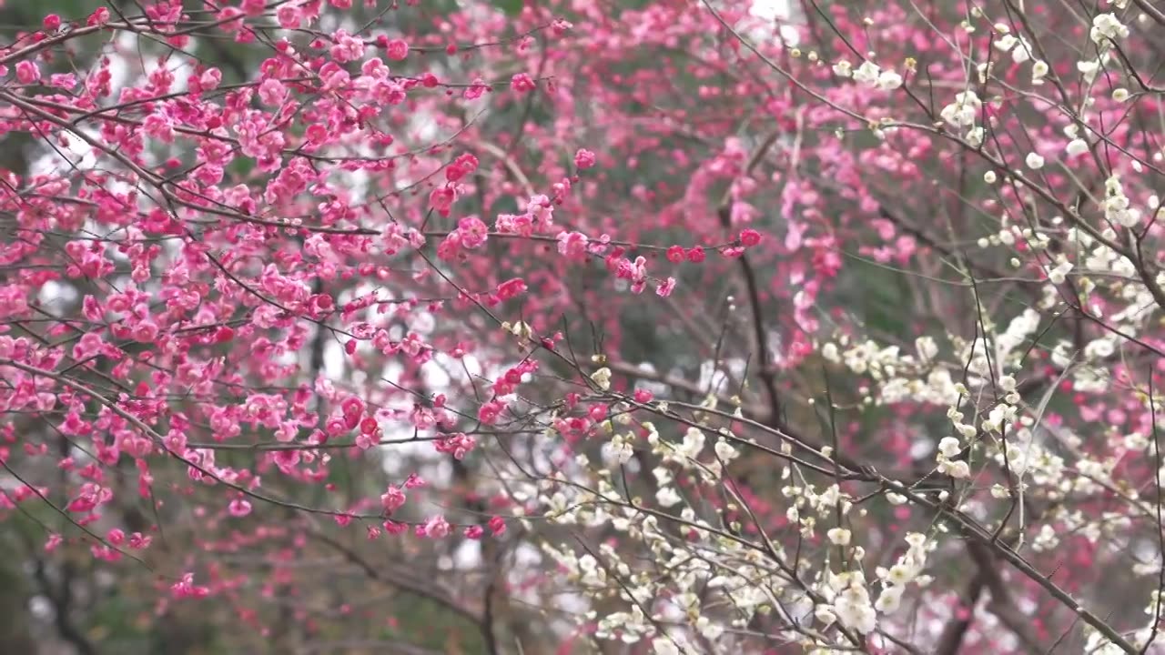 杭州西湖孤山公园梅花风景视频素材