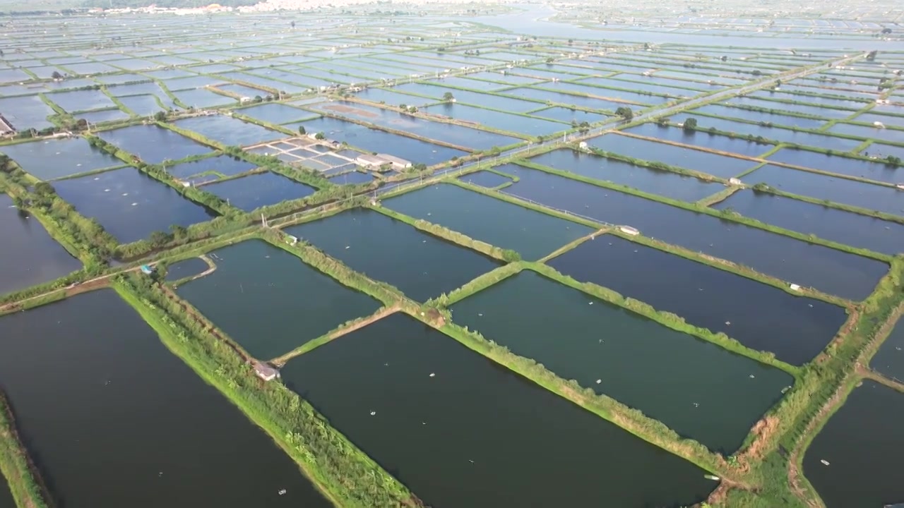 广东省汕头市澄海区水产养殖业池塘鱼虾蟹养殖乡村振兴视频素材