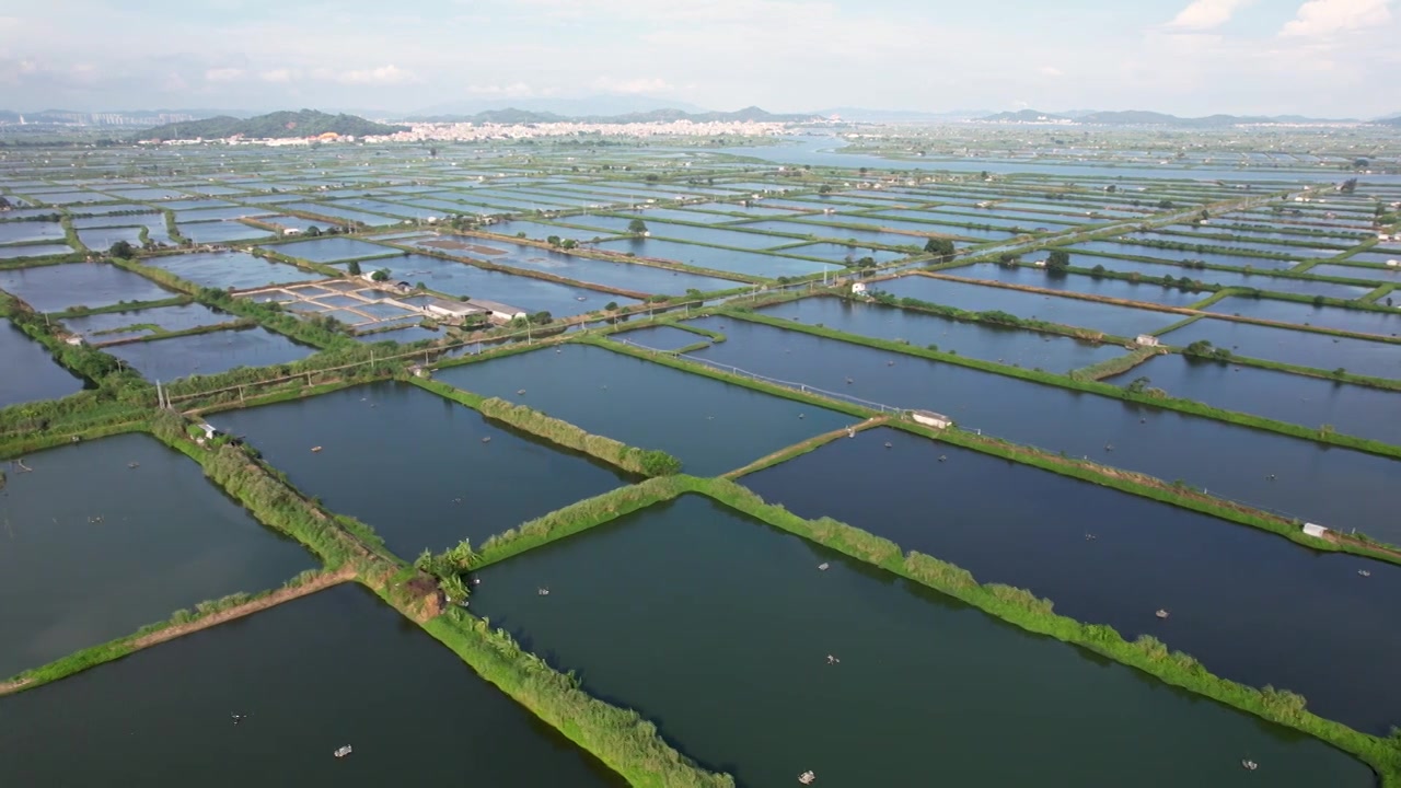 广东省汕头市澄海区水产养殖业池塘鱼虾蟹养殖乡村振兴视频素材