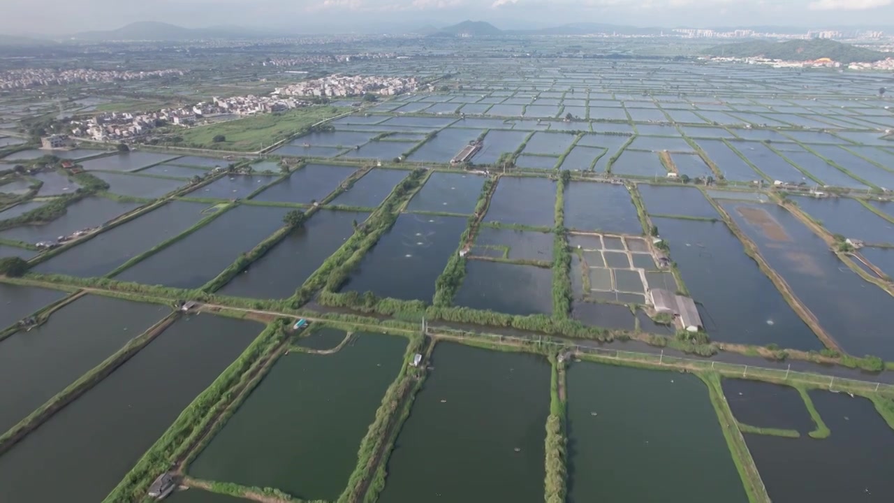 广东省汕头市澄海区水产养殖业池塘鱼虾蟹养殖乡村振兴视频素材