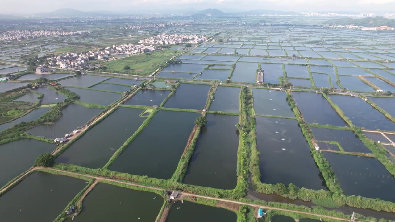 广东省汕头市澄海区水产养殖业池塘鱼虾蟹养殖乡村振兴视频素材