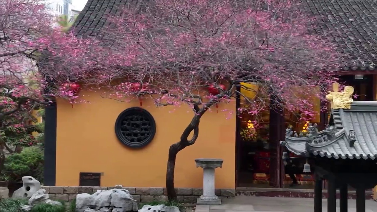 浙江湖州铁佛寺梅花视频素材