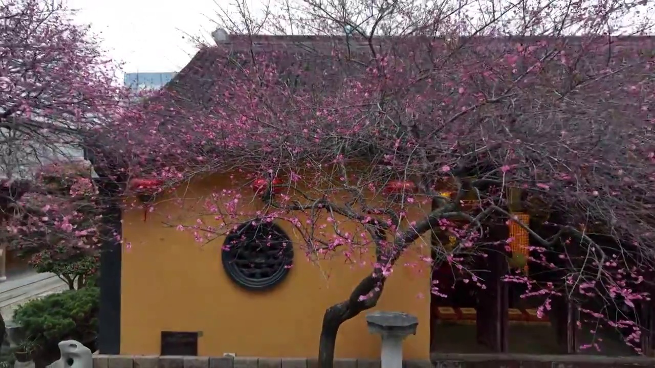 浙江湖州铁佛寺梅花视频素材