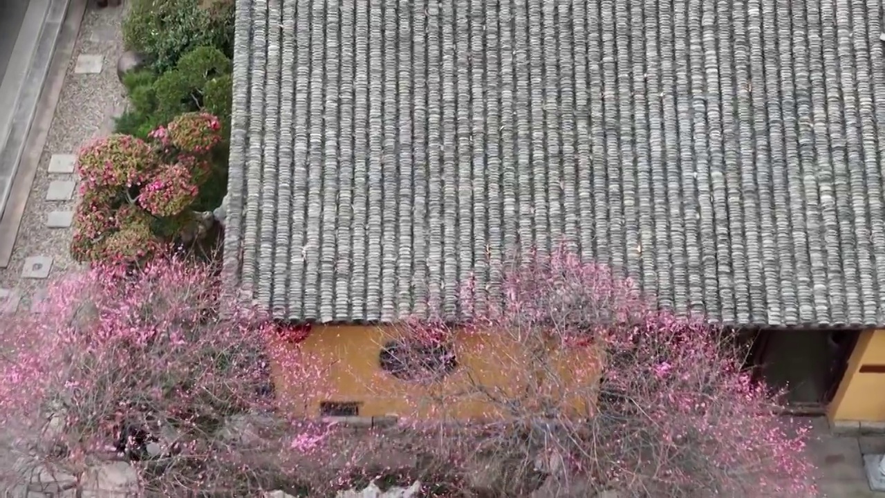 浙江湖州铁佛寺梅花视频素材