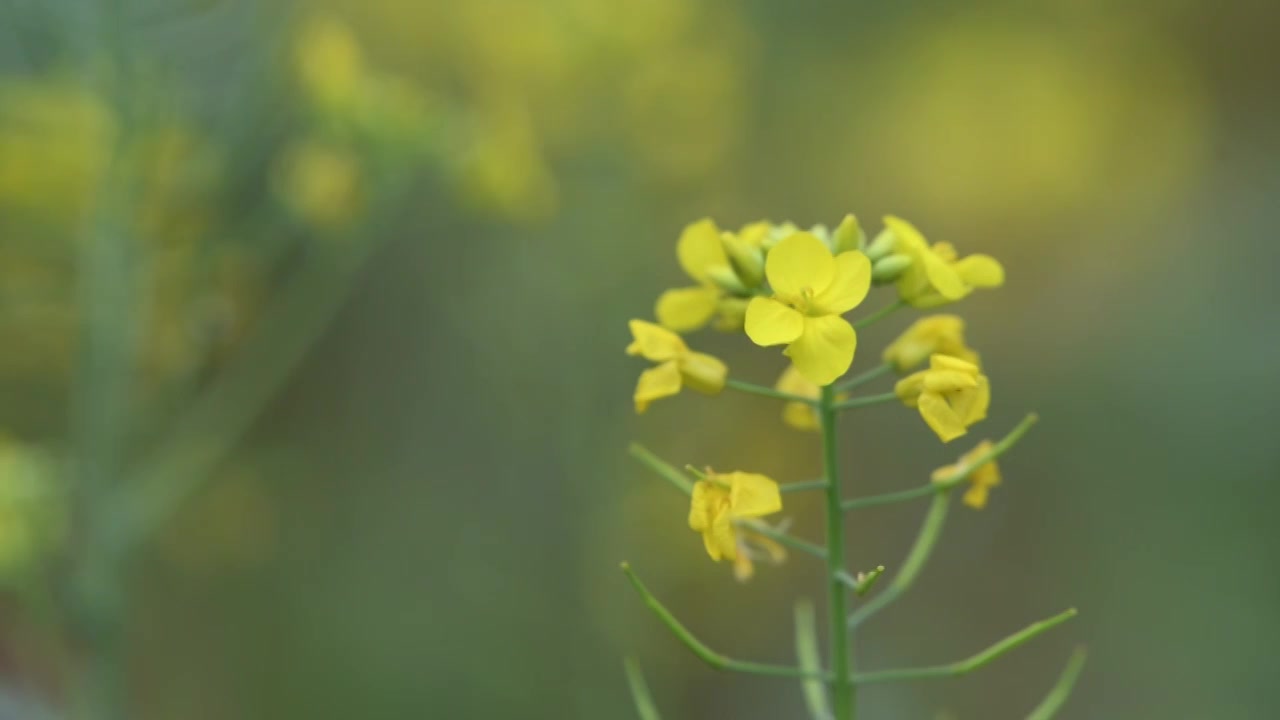 春天的油菜花上蝴蝶在授粉视频素材